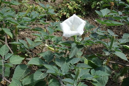 Lily white flower of Datura innoxia in August photo