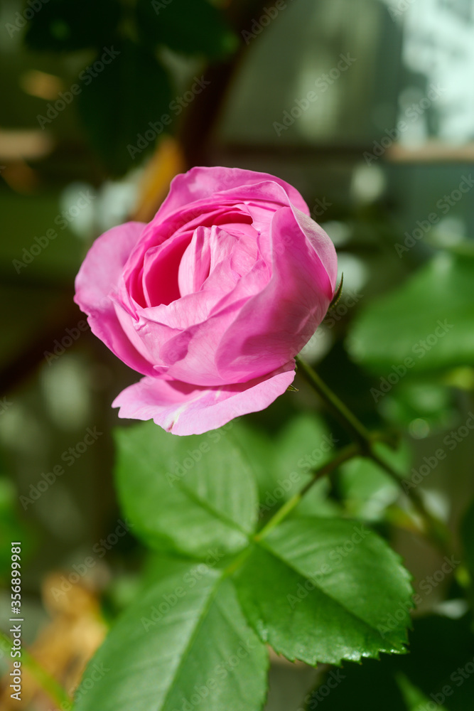 薔薇　ルイーズ・オディエ