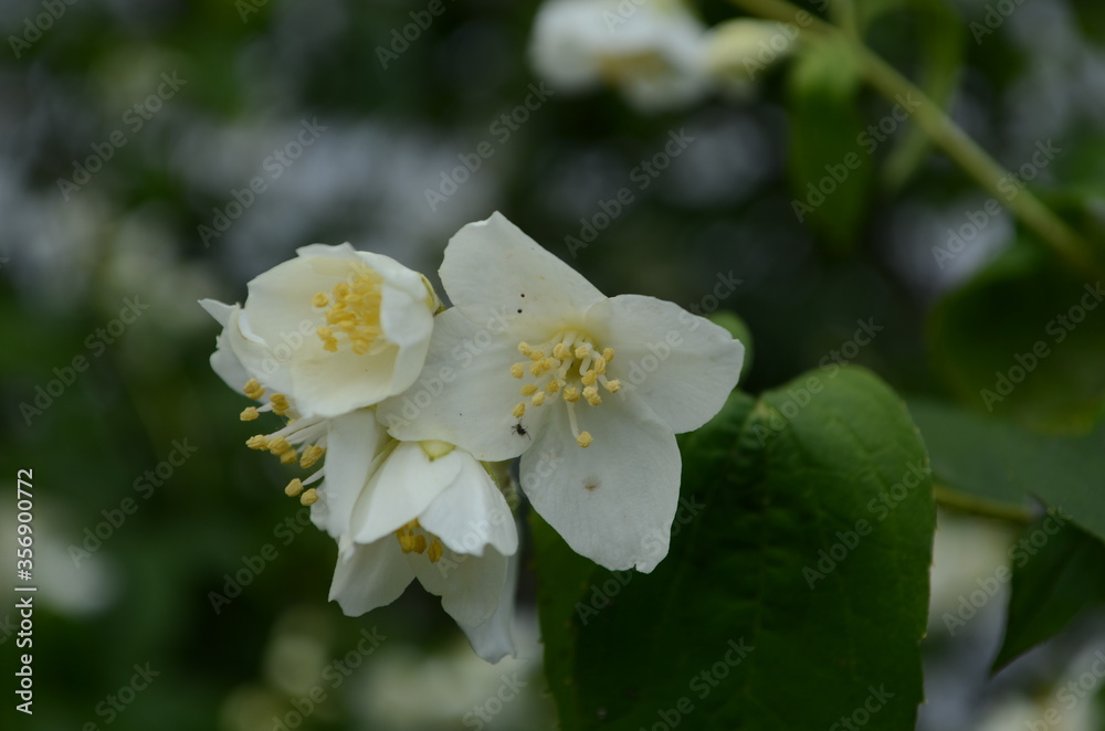 Jasmine flowers blossoming on bush in sunny day Jasmine flowers blossoming on bush in sunny day