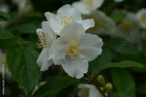 Jasmine flowers blossoming on bush in sunny day