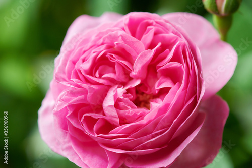 薔薇　ルイーズ・オディエ