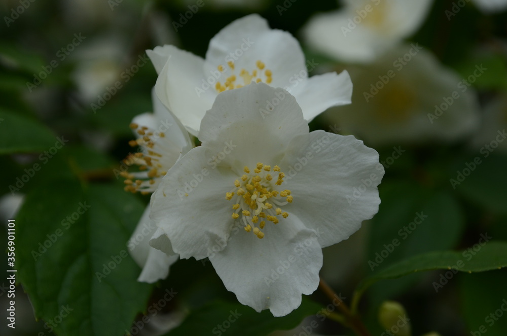 Jasmine flowers blossoming on bush in sunny day Jasmine flowers blossoming on bush in sunny day