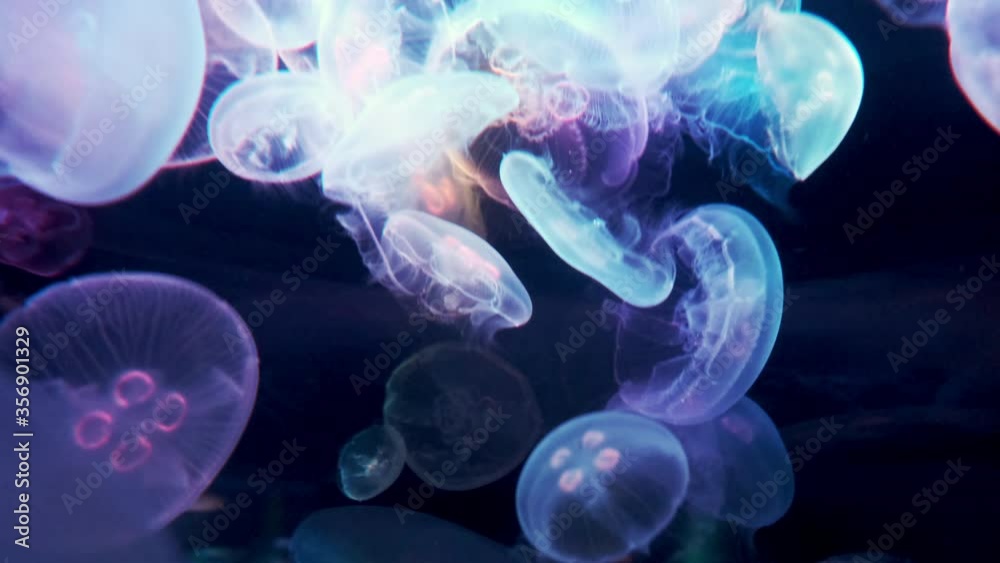 Colorful Jellyfish Moving in Slow Motion Colorful Jellyfish Moving in Slow Motion