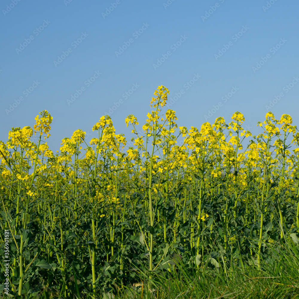 Blühender Raps (Brassica napus), Nordrhein-Westfalen, Deutschland, Europa Blühender Raps (Brassica napus), Nordrhein-Westfalen, Deutschland, Europa