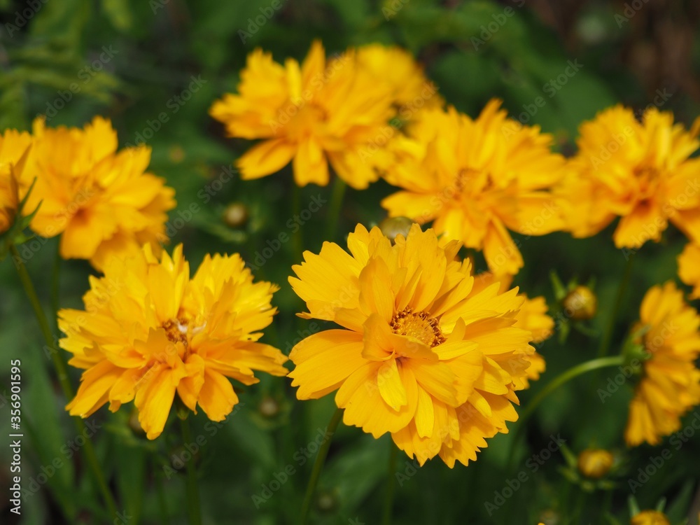 Fototapeta premium Beautifil yellow Sunray Tickseed, Coreopsis grandiflora 'Sunray' flowers in Hungarian rural area 