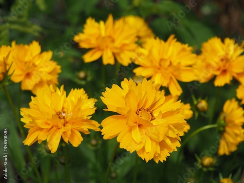 Beautifil yellow Sunray Tickseed  Coreopsis grandiflora  Sunray  flowers in Hungarian rural area 