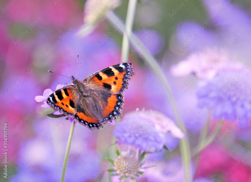 tortoiseshell butterfly with open wings pollinating purple flowers tortoiseshell butterfly with open wings pollinating purple flowers