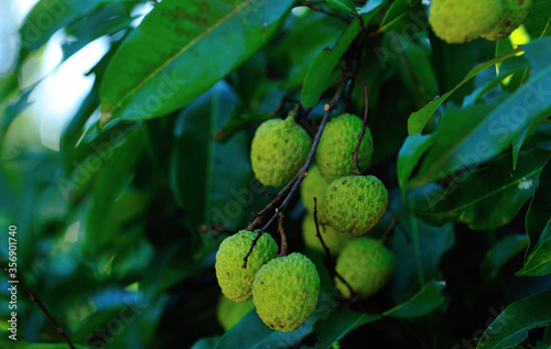 Green lychee fruits in growth on tree