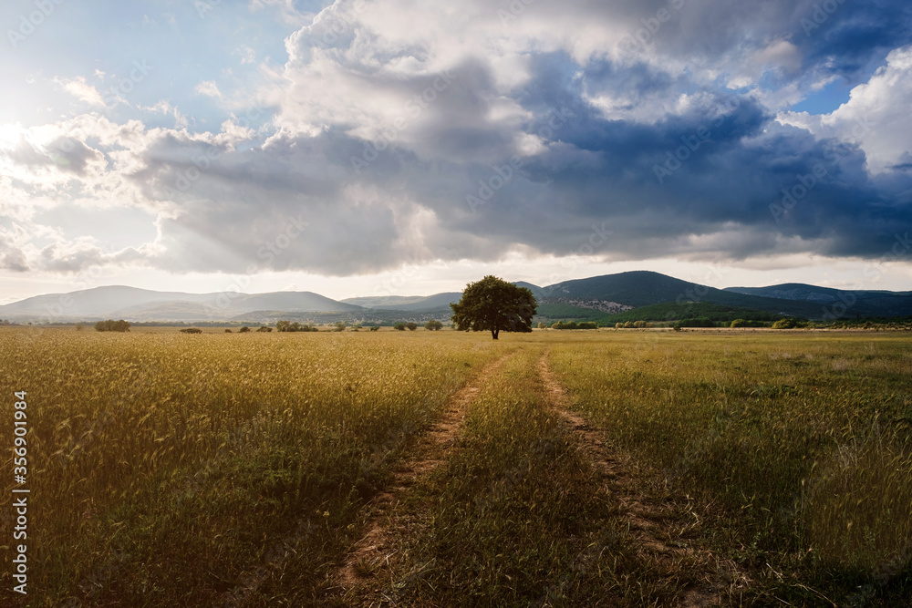 Fototapeta premium lonely old oak in a field at spring sunset