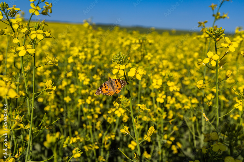 Vanessa cardui bright butterfly on yellow flowers of rape Vanessa cardui bright butterfly on yellow flowers of rape