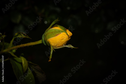 Bocciolo di rosa gialla su sfondo naturale nero photo