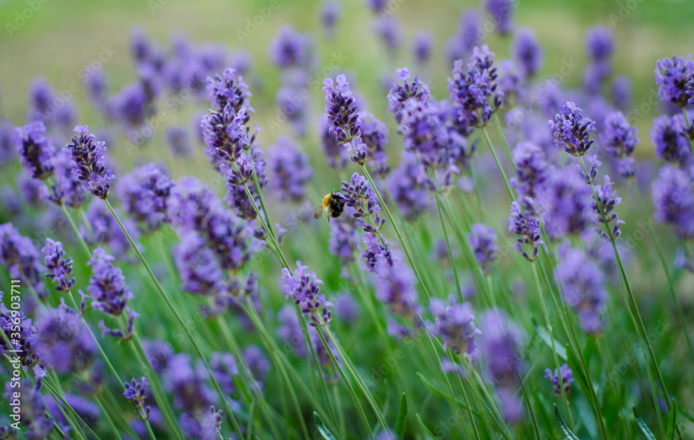 Fototapeta premium field of lavender