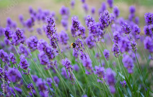 field of lavender