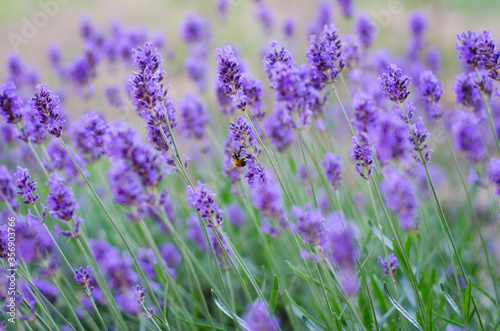 Fototapeta Naklejka Na Ścianę i Meble -  field of lavender