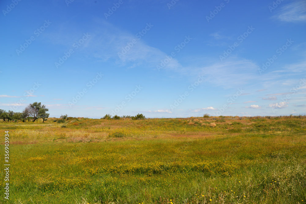 Beautiful french summer meadow with blue sky. Grau-du-Roi. South of France. 