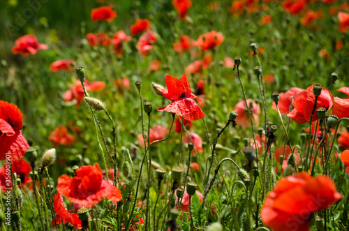 field of red poppies © Анастасия Кашенко