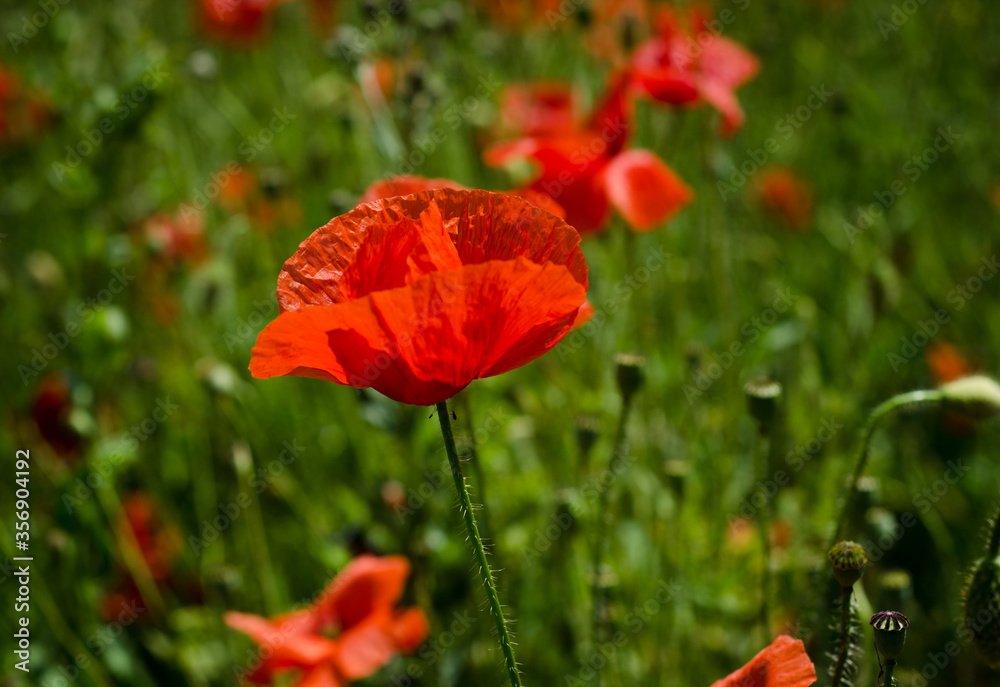 red poppy flower red poppy flower