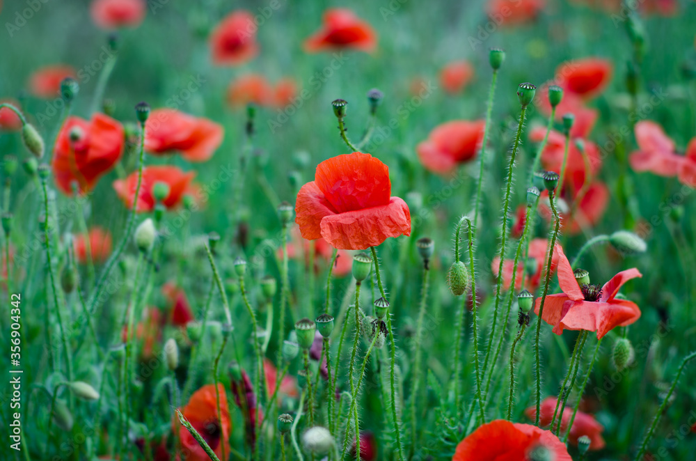 Obraz premium field of red poppies