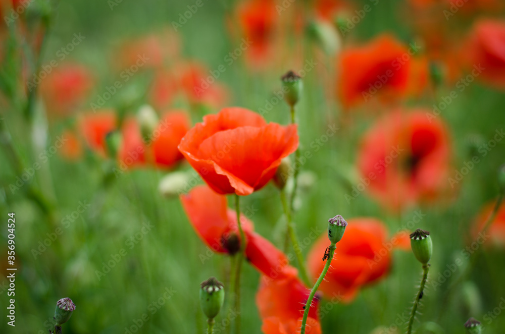 Obraz premium czerwony mak w polu
