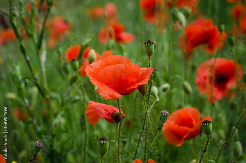 red poppy flowers