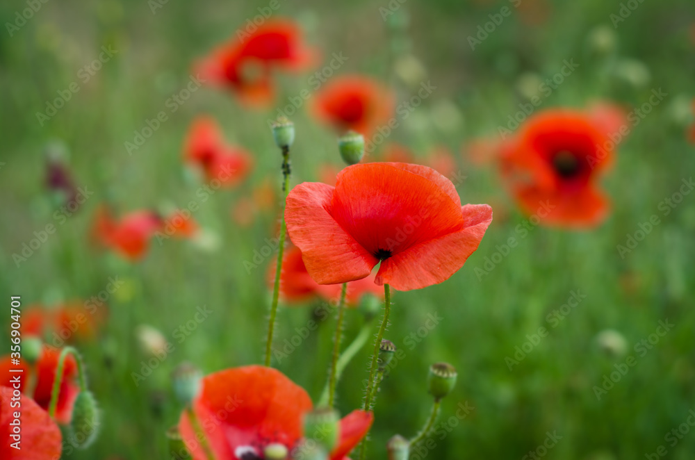 Obraz premium red poppy flowers