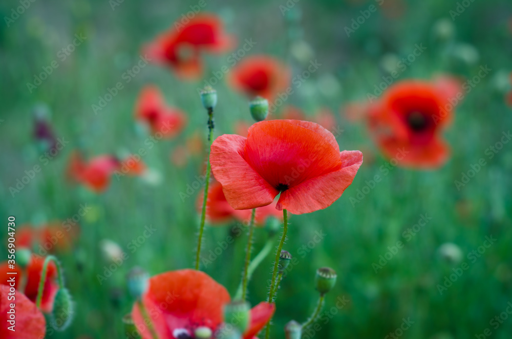Obraz premium red poppy flowers