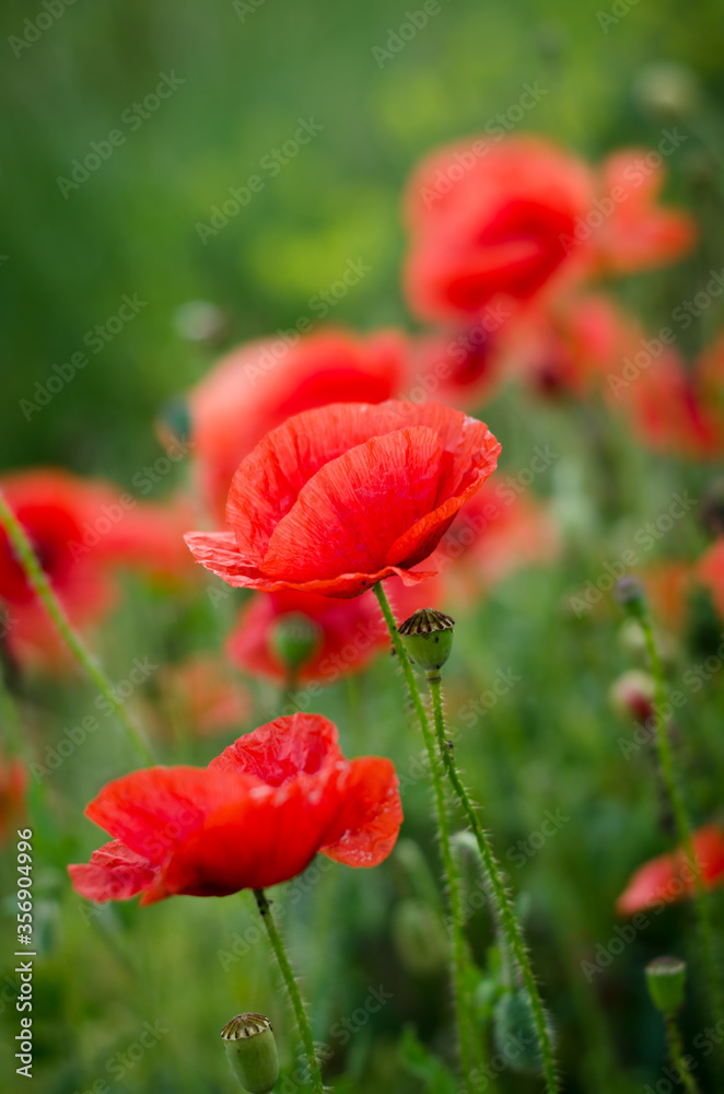 Naklejka premium red poppy in the field