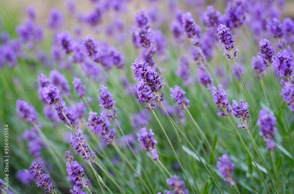 Naklejka premium field of lavender