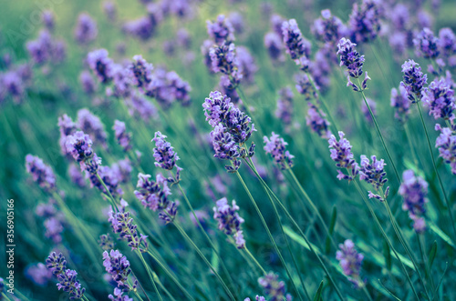 lavender flowers in the field