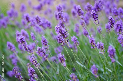 field of lavender © Анастасия Кашенко