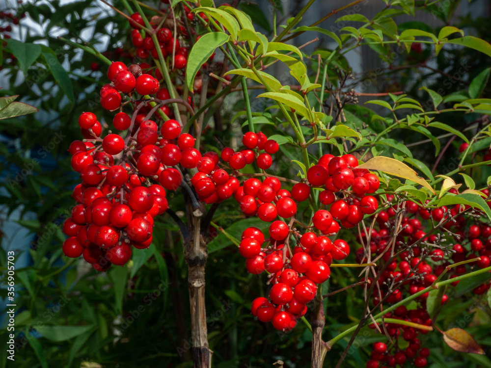 Heavenly bamboo, evergreen shrub with red berries Stock Photo | Adobe Stock