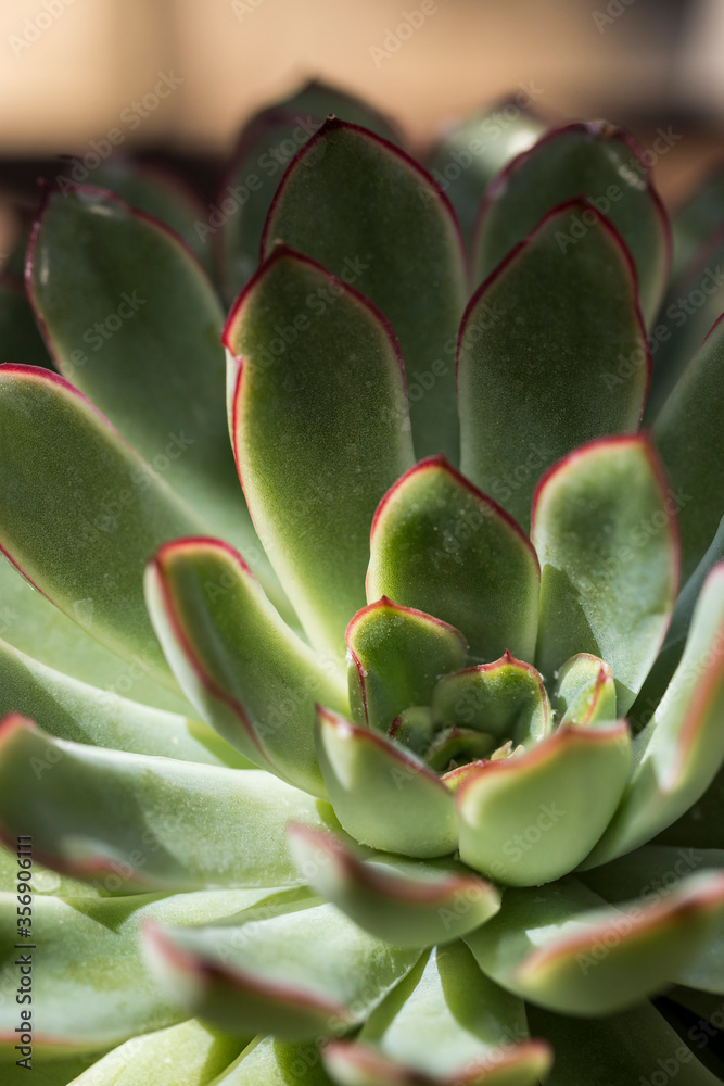 Detail of house plant Echeveria pulidonis (Pulido's Echeveria), a succulent with stemless rosettes, thin leaves and a touch of red on the tips Detail of house plant Echeveria pulidonis (Pulido's Echeveria), a succulent with stemless rosettes, thin leaves and a touch of red on the tips