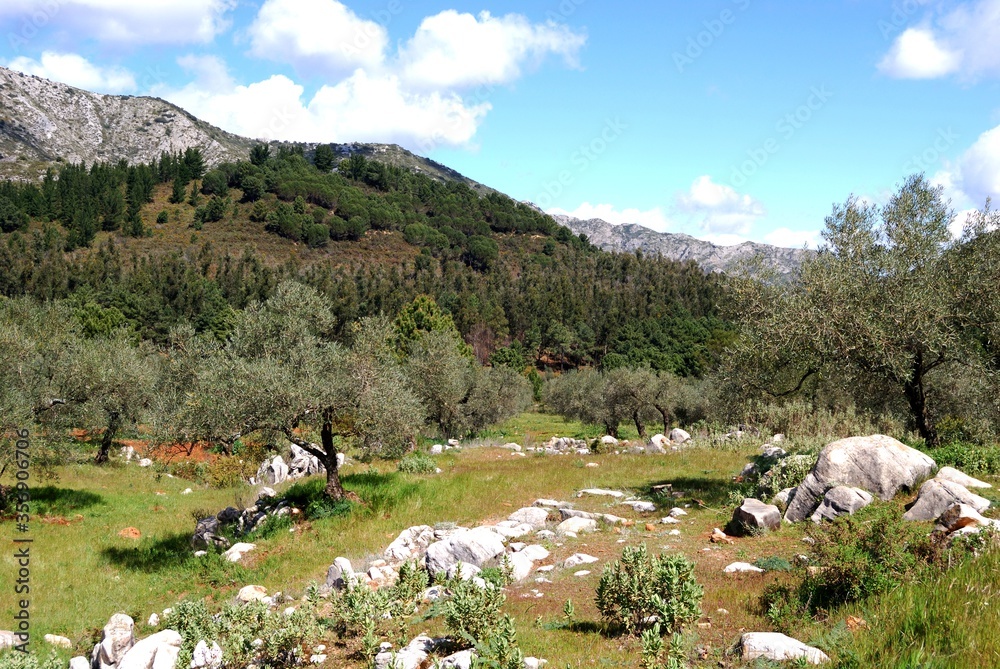 View across the olive groves towards the mountains, Refugio de Juanar near Marbella, Andalusia, Spain.