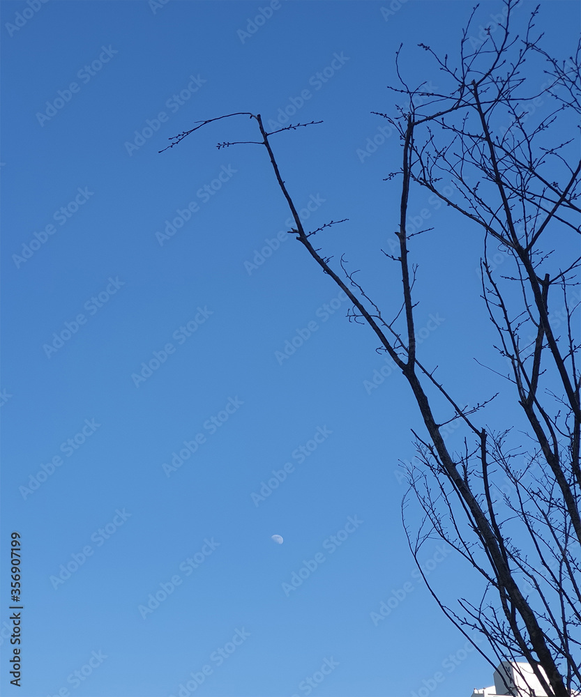 낮에뜬 달(Moon in the Morning Sky)