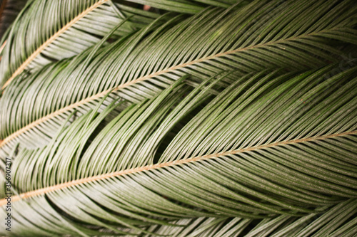 Green leaves of palm trees. Background of the Palme d or. Sun  summer  tropics.