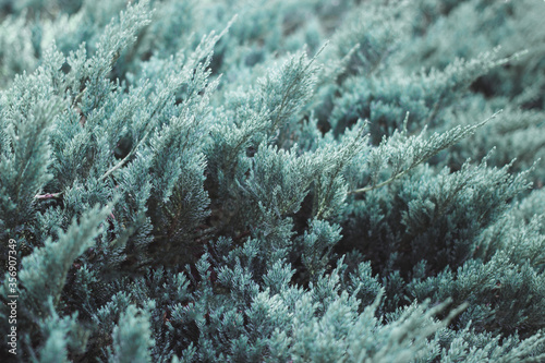 Needles background minimalism. Blue needles. Christmas tree branches. Festive Xmas border of green branch of pine. 