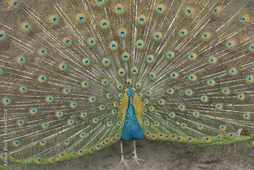 Obraz premium 旭山動物園 クジャク