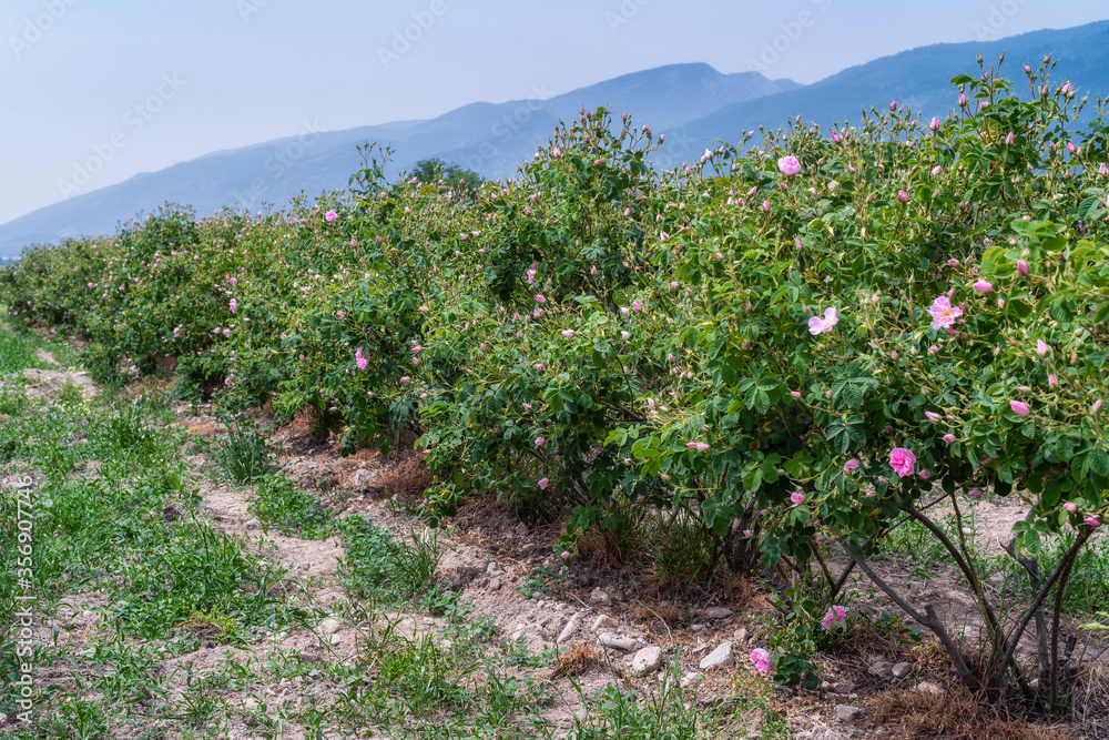 Beautiful view of blooming bushes of pink oil-bearing rose (Rosa Damascena) in the rose fields near Kazanlak, Bulgaria. Beautiful view of blooming bushes of pink oil-bearing rose (Rosa Damascena) in the rose fields near Kazanlak, Bulgaria.