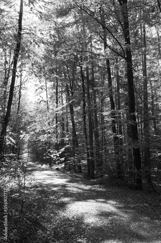 Angenehmer Wanderweg im lichtdurchfluteten Wald in monochrome