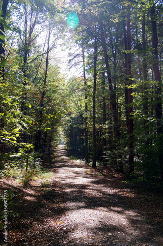 Angenehmer Wald-Wanderweg in sch  nem Licht