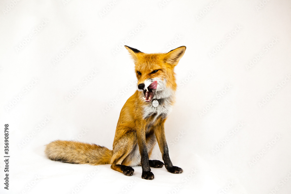 Naklejka premium Red fox sits on a white background