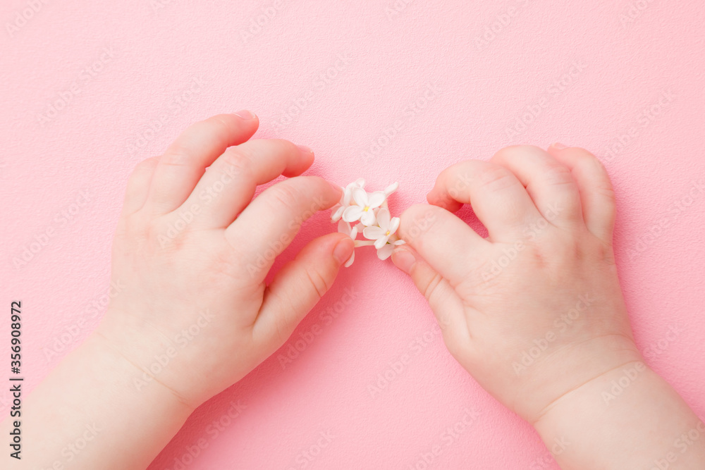 Baby hands holding fresh, beautiful, white lilac blossoms on light pink table background. Pastel color. Closeup. First flower exploring. Point of view shot. Top down view. Baby hands holding fresh, beautiful, white lilac blossoms on light pink table background. Pastel color. Closeup. First flower exploring. Point of view shot. Top down view.