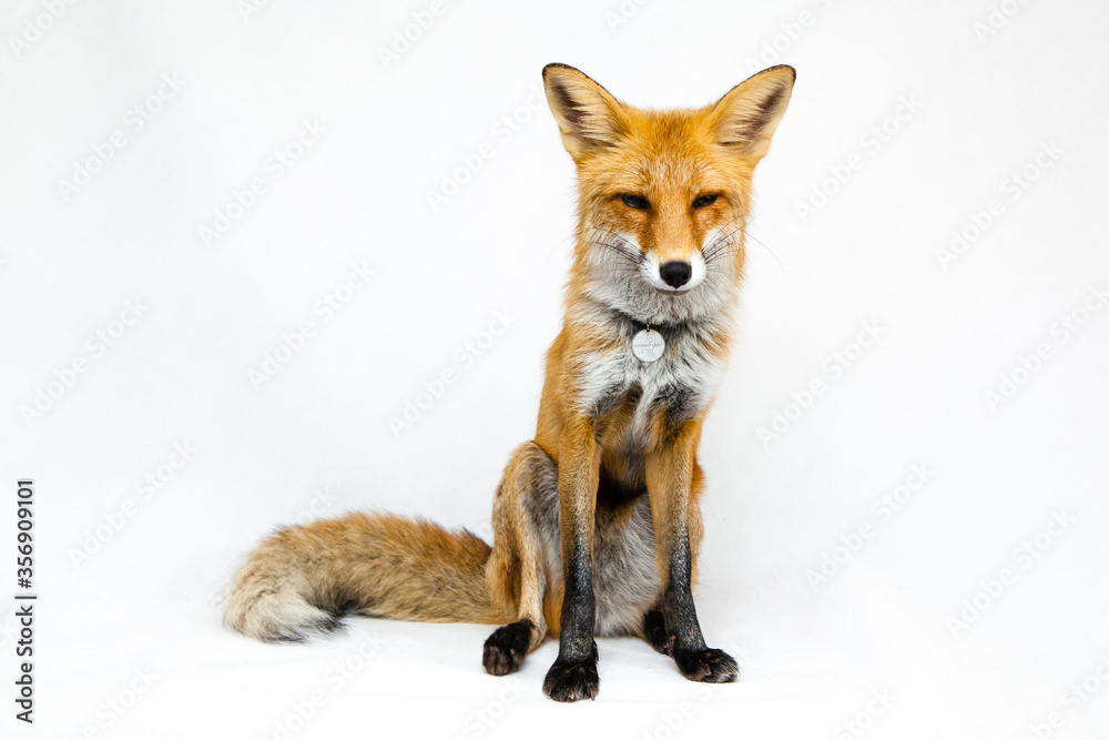 Fototapeta premium Red fox sits on a white background