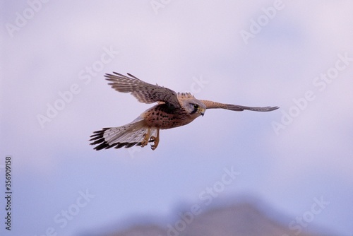 Cernícalo macho en vuelo. Gran Canaria