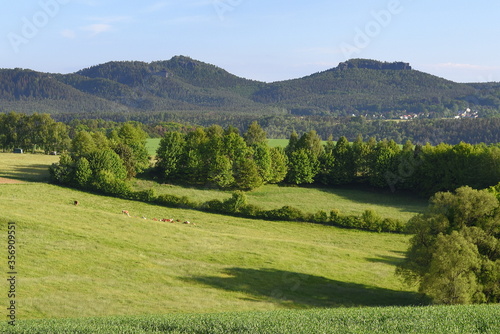 Saftig grüne Felder mit dem rechtselbigen Tafelberg Lilienstein im Hintergrund