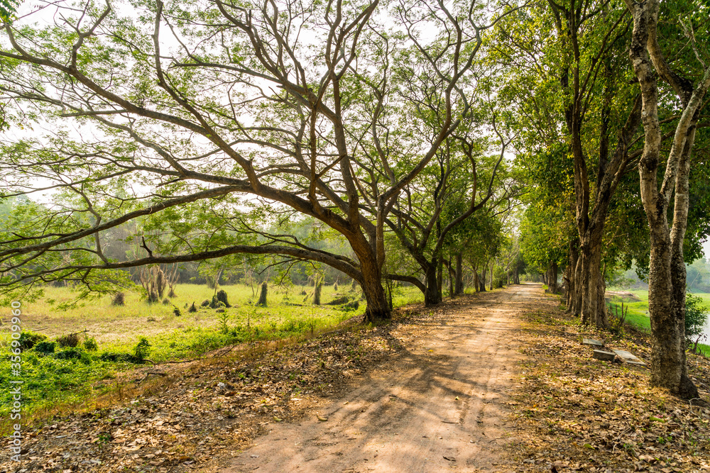 Fototapeta premium Road Path With Green Trees in Forest.