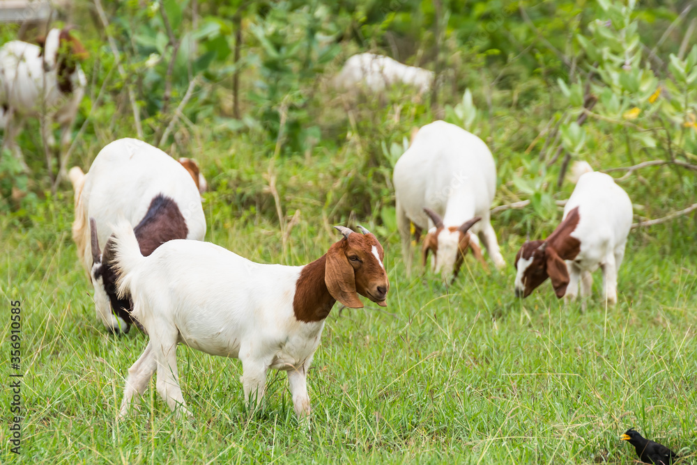 Goats in the pasture of organic farm in thailand. Goats in the pasture of organic farm in thailand.