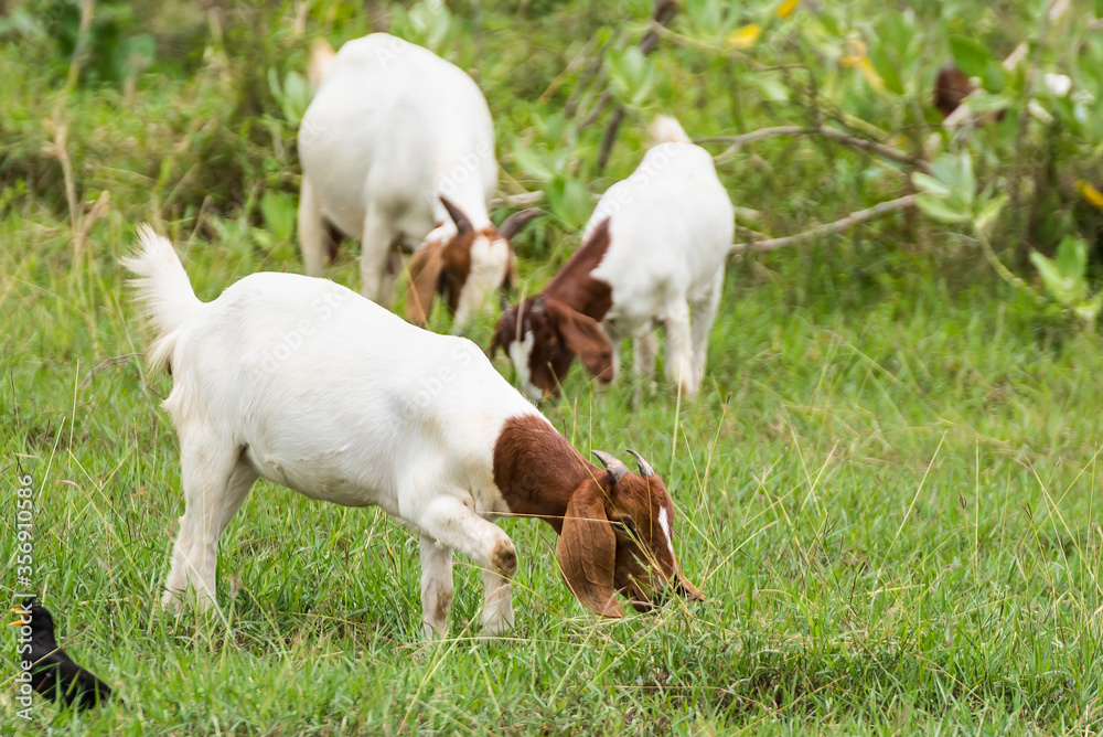 Goats in the pasture of organic farm in thailand. Goats in the pasture of organic farm in thailand.