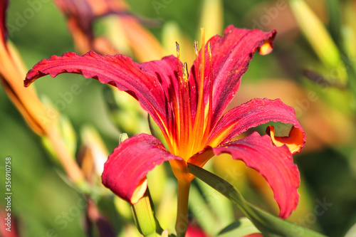 Fire Lily or Orange Lily  in german Feuer-Lilie  Lilium bulbbiferum