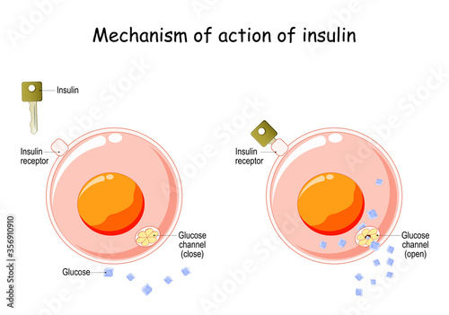 How does insulin work